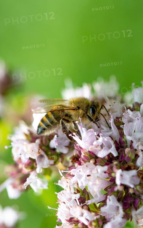 Honey bee (Apis mellifera) on purple flower