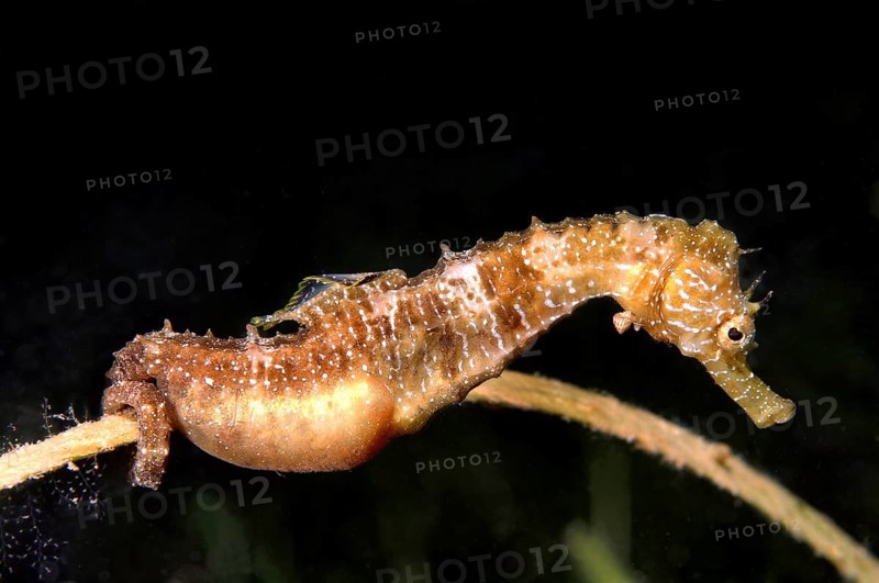 Short-snouted Seahorse (Hippocampus hippocampus)