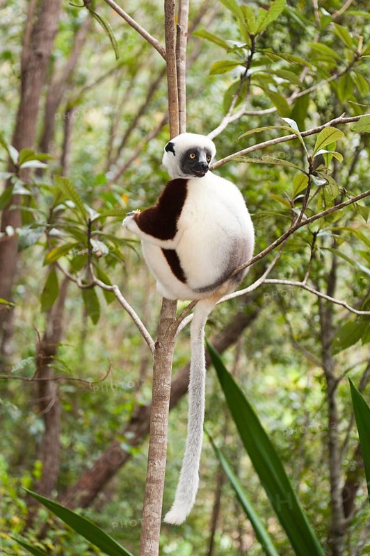 Coquerel's Sifaka or Crowned Sifaka (Propithecus coquereli)