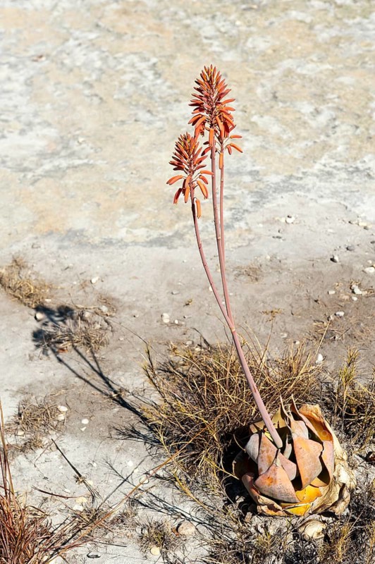Red flowers (Aloe isaloensis)
