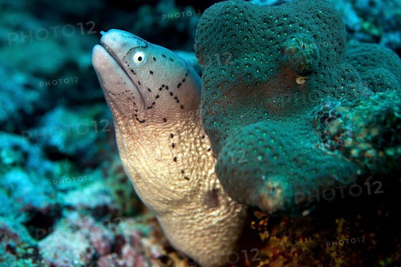 White-eyed Moray (Gymnothorax thrysoideus)