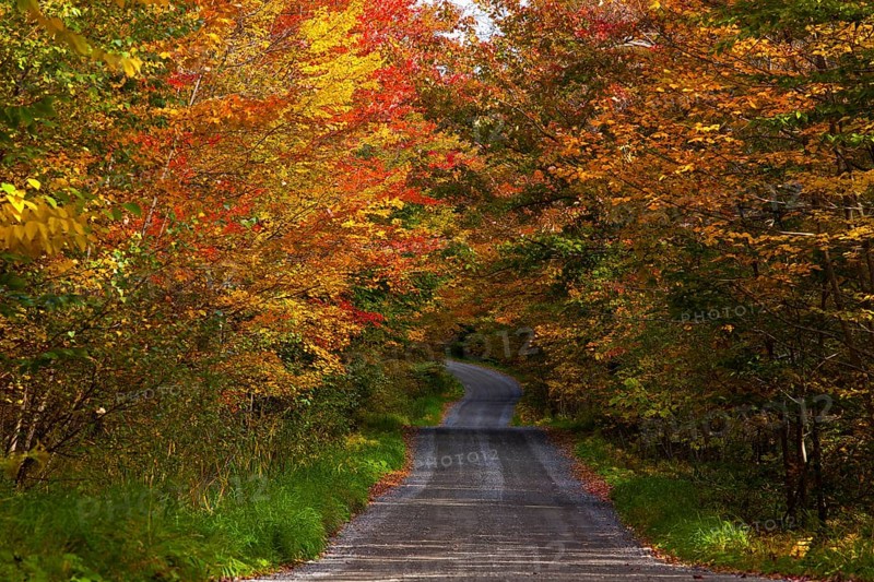 Country road in autumn