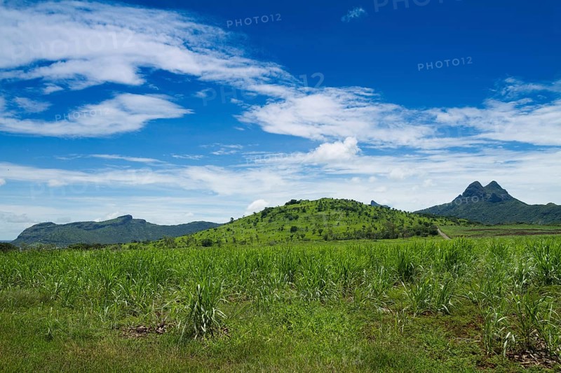 Sugar cane field landscape