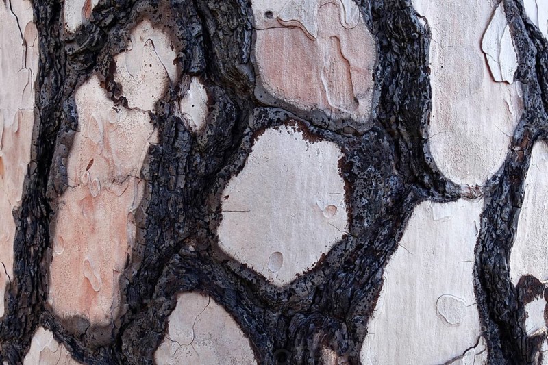 Bark with fire damage