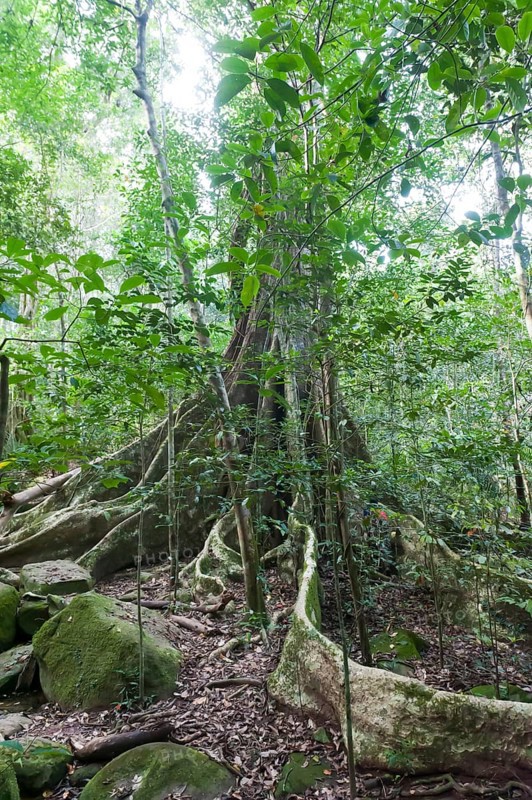 Far-reaching buttress roots under a canopy