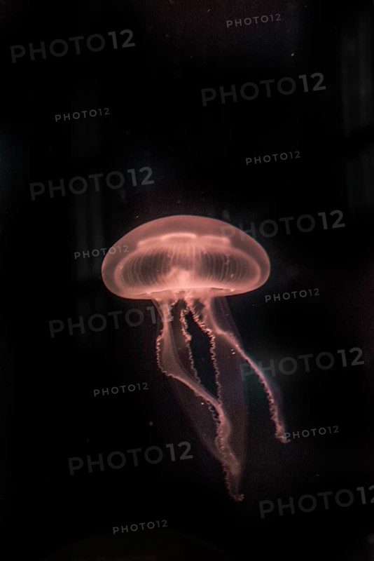 Moon Jellyfish (Aurelia aurita) in coloured light