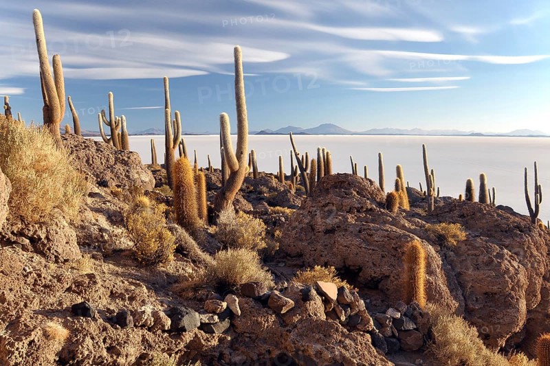 Cactuses on an island in the Salar de Uyuni salt flat