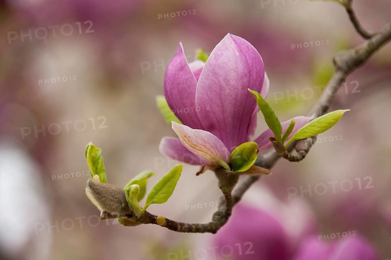 Saucer Magnolia (Magnolia x soulangeana)