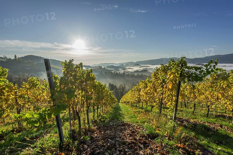 Vineyard in the morning mist