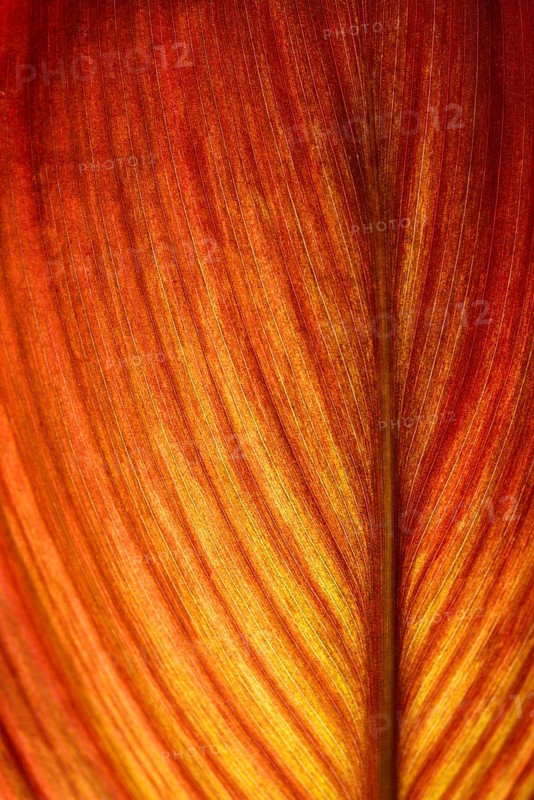 Red-orange coloured leaf in backlight