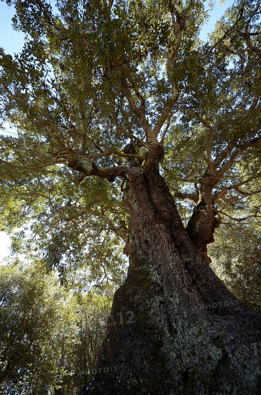 Old Cork Oak (Quercus suber)