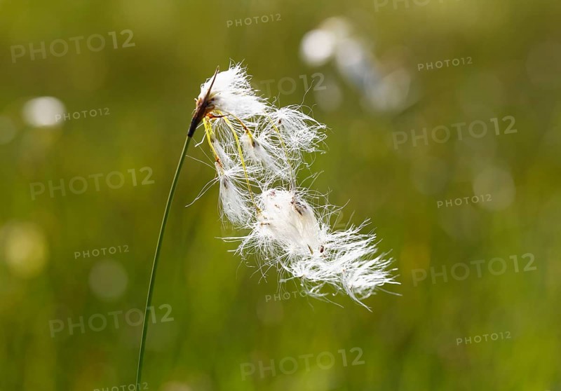 Broad-leaved Cotton Grass (Eriophorum latifolium)