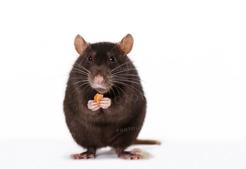 Brown Rat (Rattus norvegicus forma domestica) during feeding