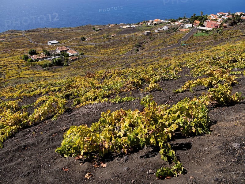 Flat-growing grapevines growing on black lava soil