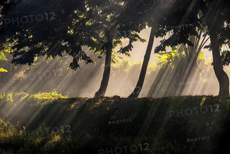 Sun rays penetrating smoke under trees