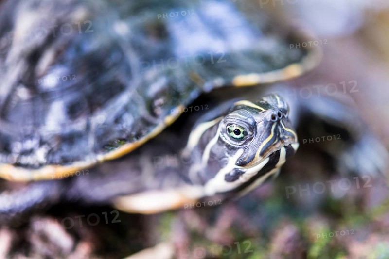 Florida Redbelly Turtle (Pseudemys nelsoni)