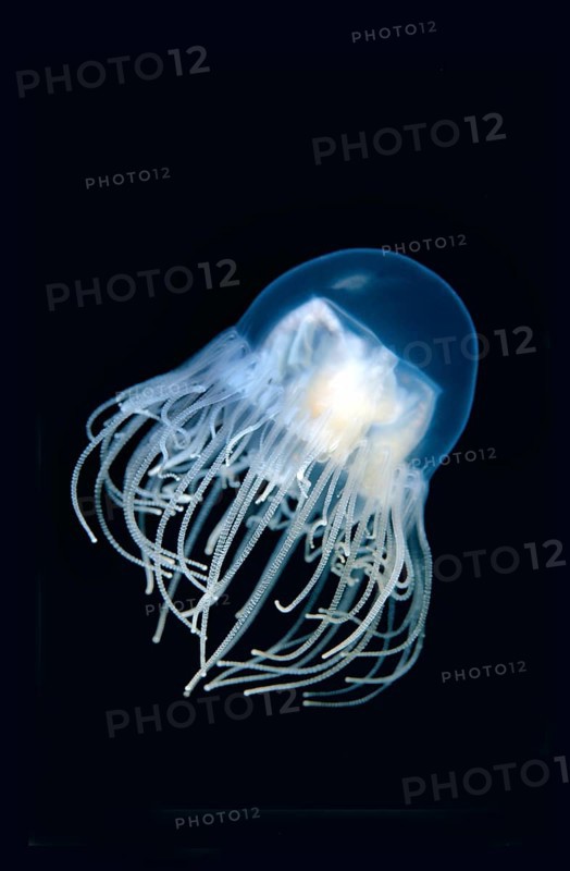 Clinging Jellyfish (Gonionemus vertens)