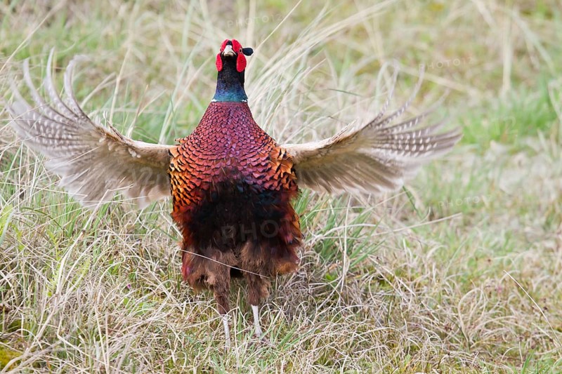 Pheasant (Phasianus colchicus)