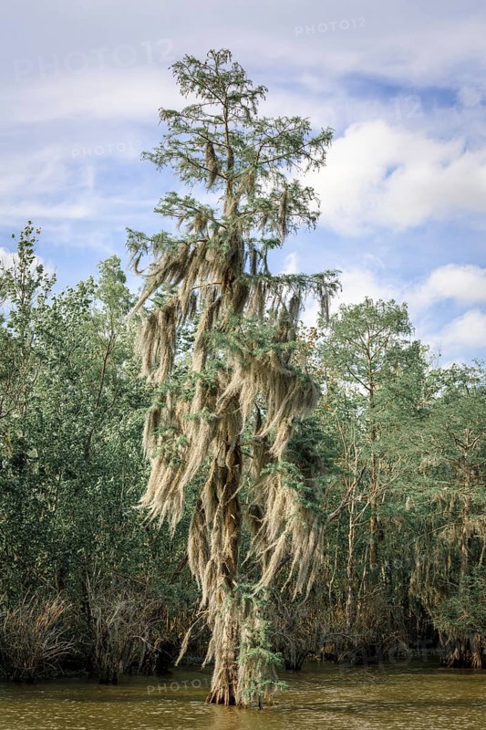 Spanish Moss (Tillandsia usneoides)