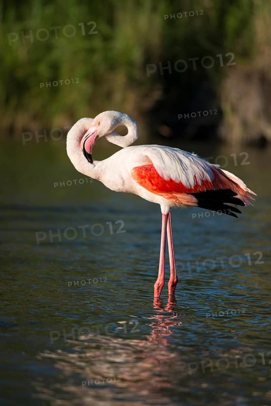 Flamingo (Phoenicopteridae)