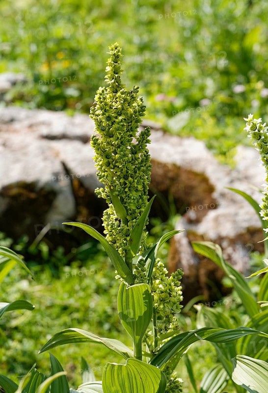 White Hellebore (Veratrum album lobelianum)