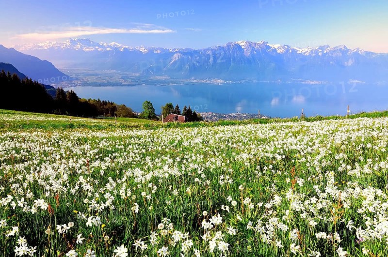 Meadow with white daffodils at Lake Geneva