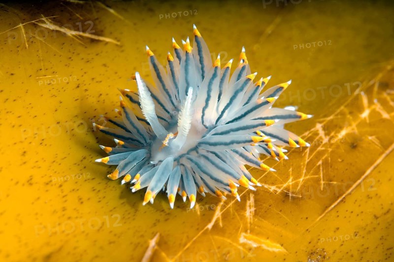 White-and-orange-tipped Nudibranch (Janolus fuscus)