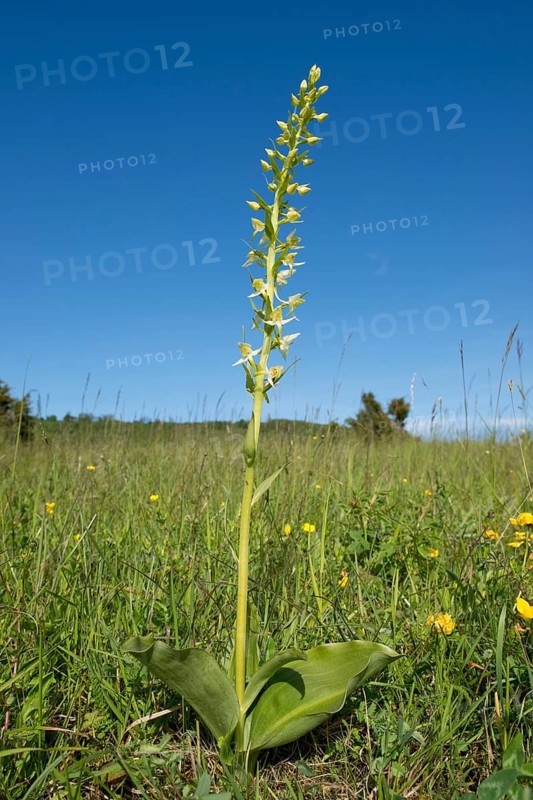 Greater Butterfly-orchid (Platanthera chlorantha)