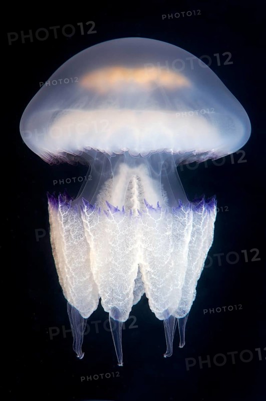 Barrel jellyfish or Dustbin-lid Jellyfish (Rhizostoma pulmo)