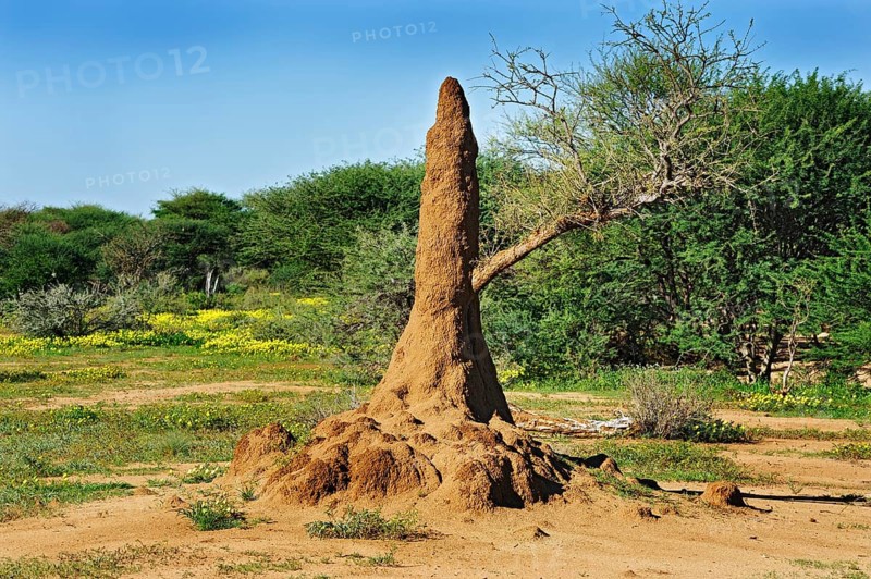 Termite mound