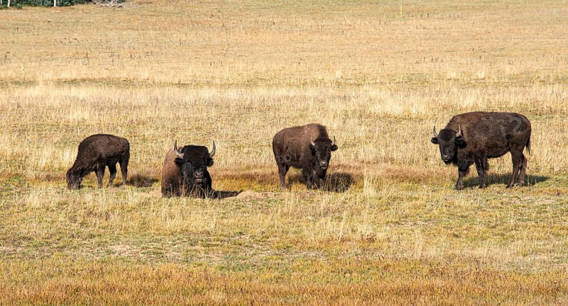 Four Beefalos or Cattalos on a pasture
