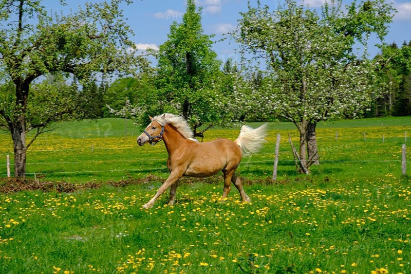 Horse