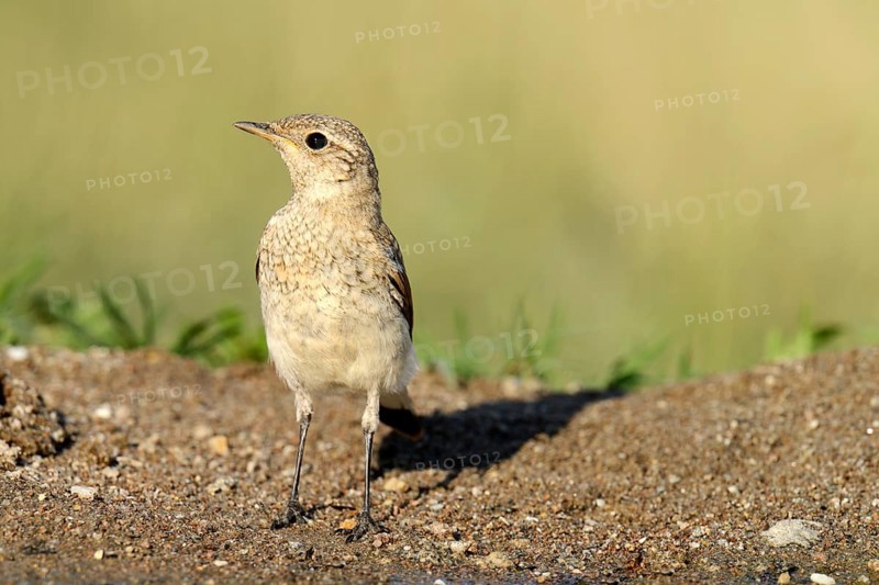 Young Spanish Sparrow or Willow Sparrow (Passer hispaniolensis)