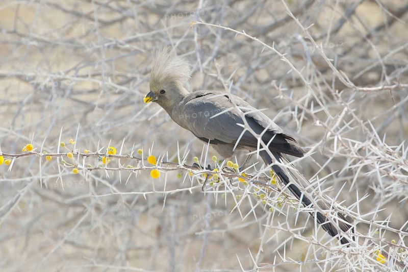 Grey Go-away-bird (Corythaixoides concolor)
