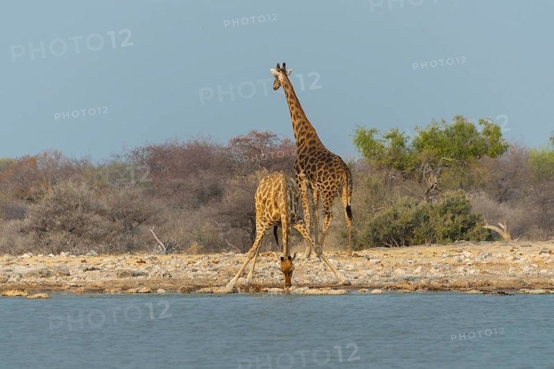 Two giraffes (Giraffa camelopardis) drinking at the Klein Namutoni waterhole