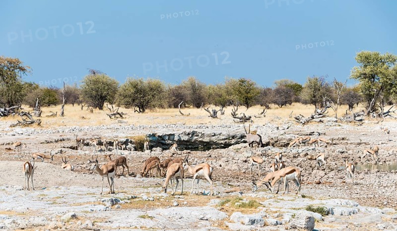 Springboks (Antidorcas marsupialis)