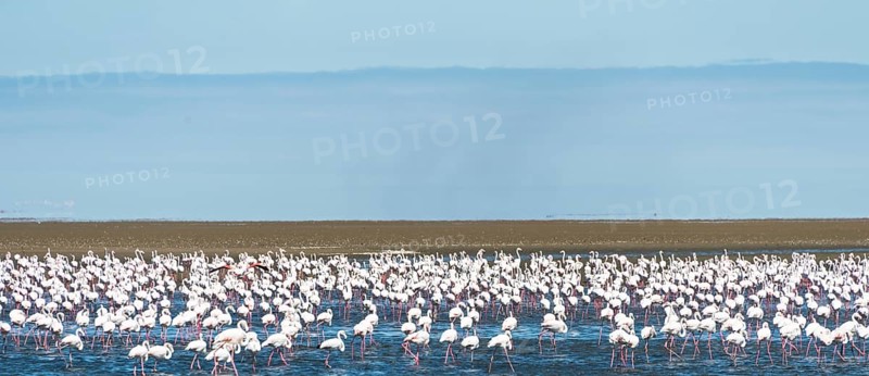 American Flamingoes (Phoenicopterus ruber)