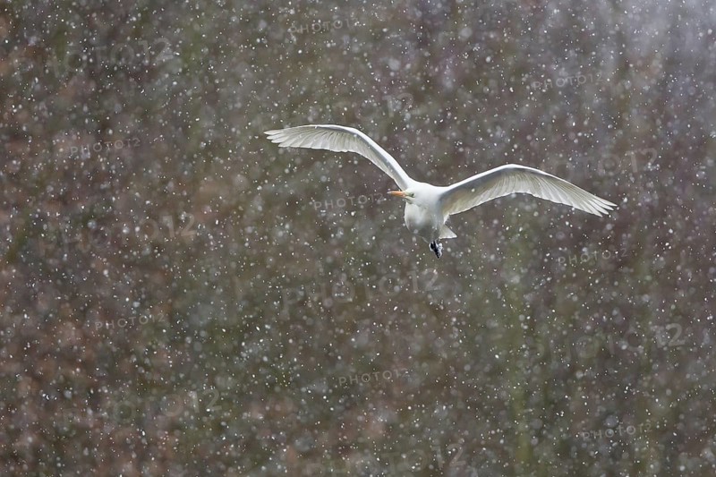 Great Egret (Ardea alba)