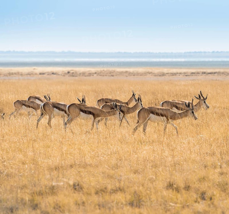Herd of Springboks (Antidorcas marsupialis) in the grasslands