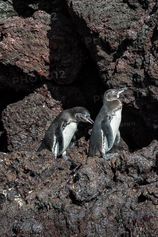 Galapagos Penguins (Spheniscus mendiculus)