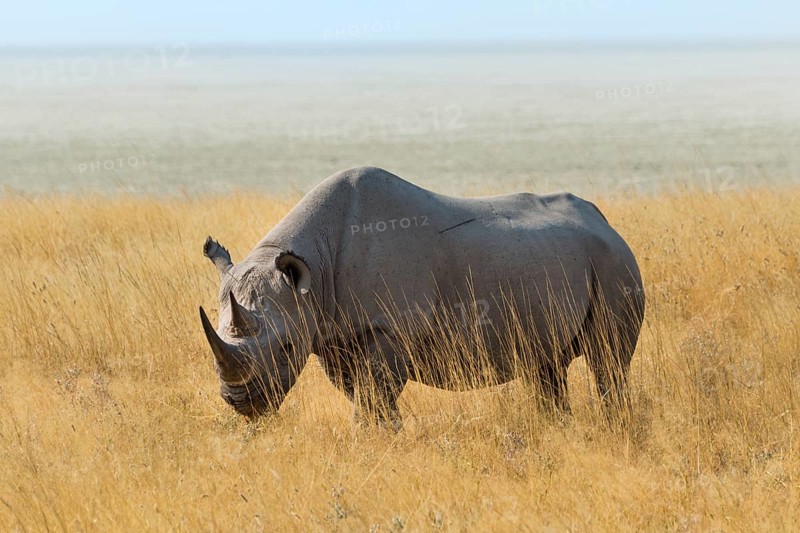 Black Rhino (Diceros bicornis) grazing at the edge of the Etosha Pan