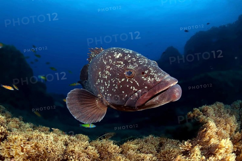 Dusky Grouper or Merou (Epinephelus marginatus)