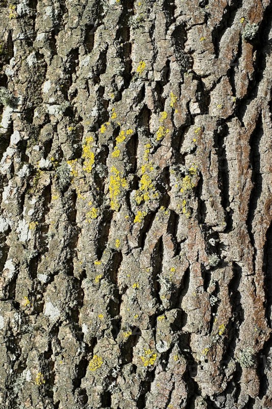 Bark of an Atlas Cedar (Cedrus atlantica)