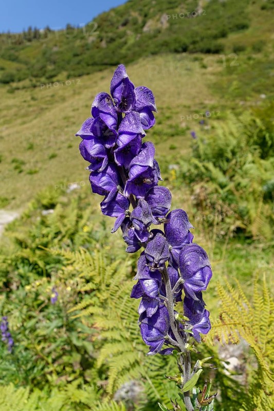 Monkshood (Aconitum napellus)