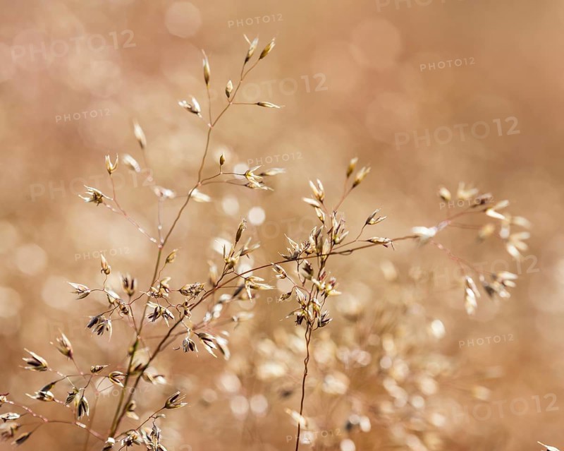 Grasses