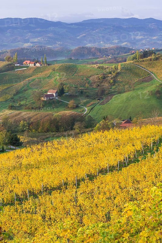 Autumnal vineyards and farmhouses in the morning light