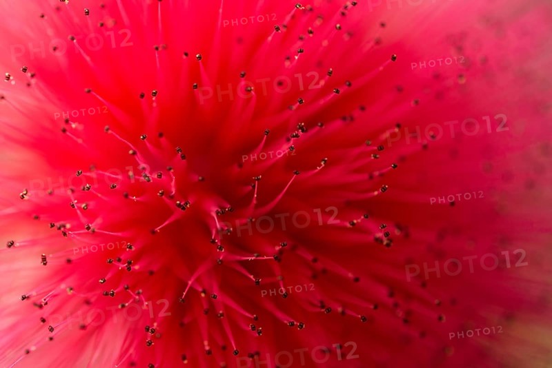 Powderpuff (Calliandra haematocephala)