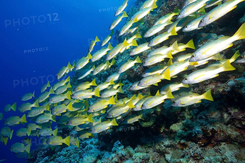 Shoal of Ehrenberg's Snapper or Blackspot Snapper (Lutjanus ehrenbergi)