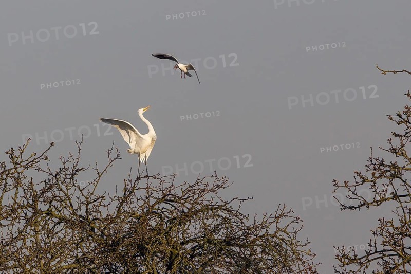 Black-headed Gull (Larus ridibundus) attacking Egret (Ardea alba) on tree
