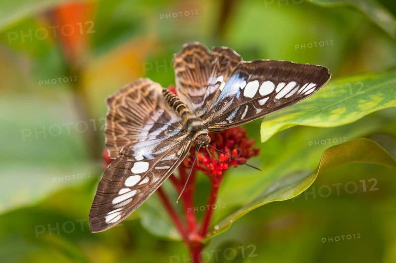 Blue Clipper butterfly (Parthenos sylvia lilacinus)